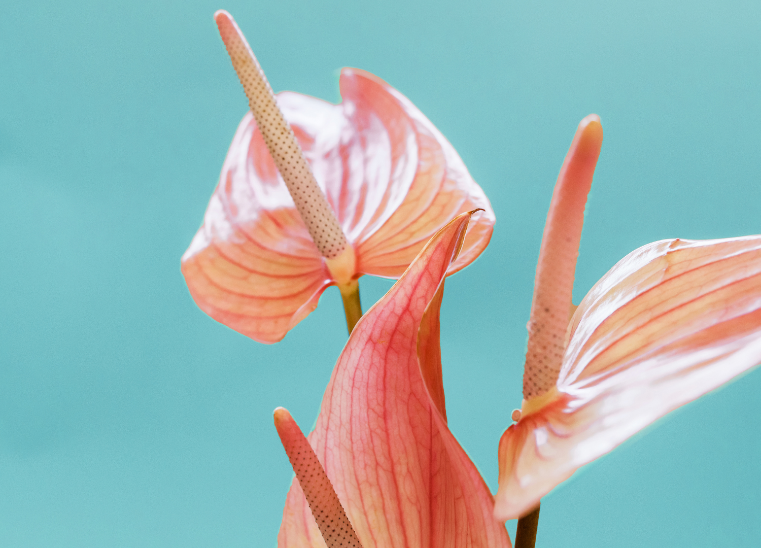 Guia Completo do Antúrio: Cuidados e Decoração